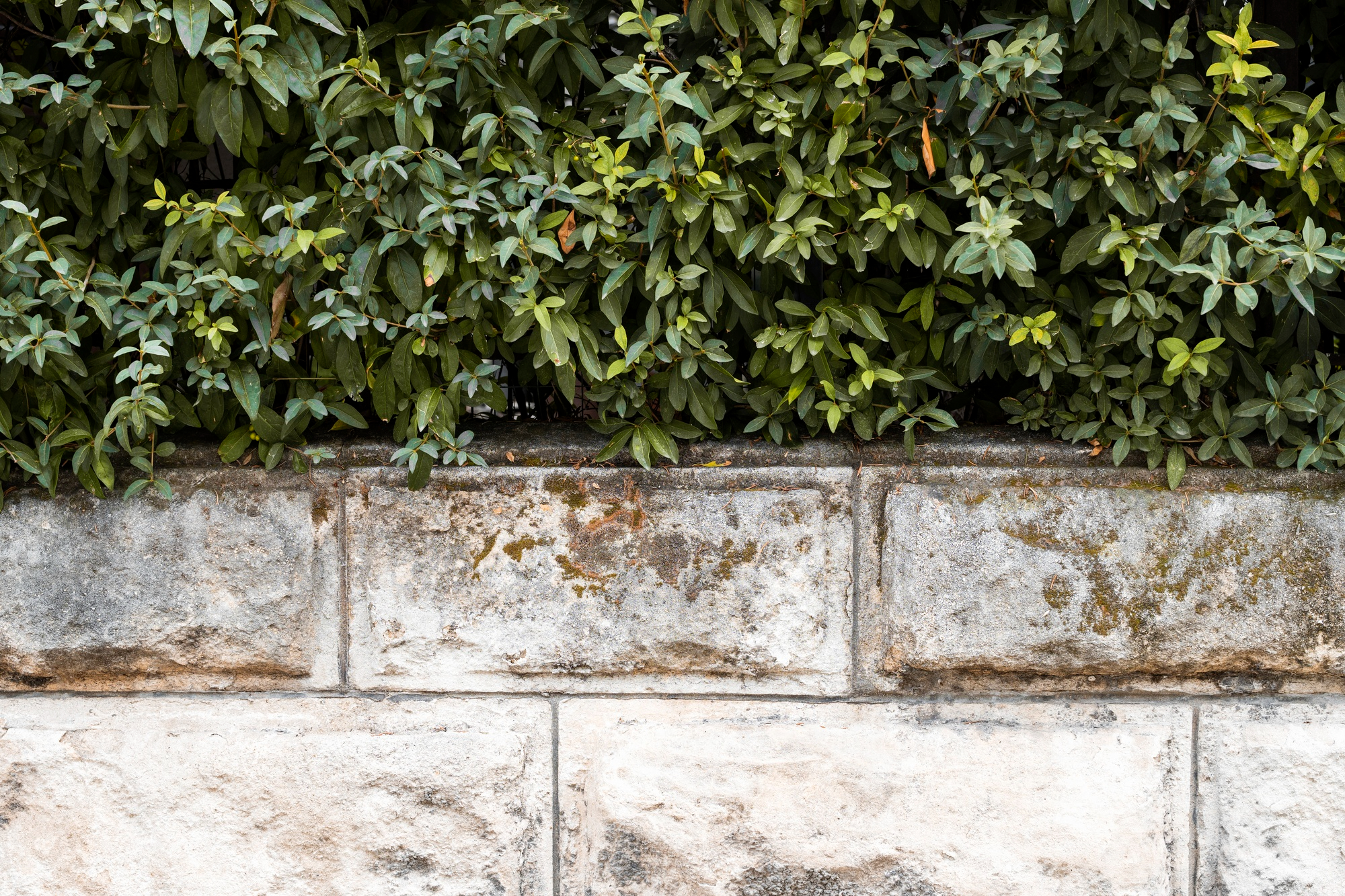 Brick Wall Image with a calm waterfall of plants